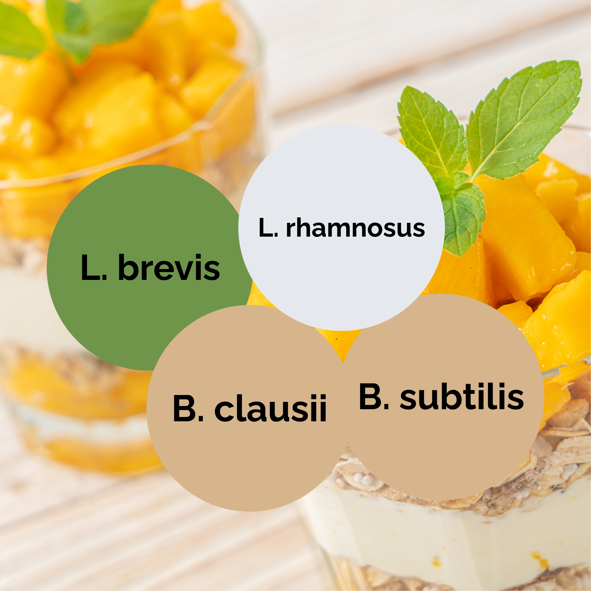 L. brevis + L. rhamnosus + B. subtilis + B. clausii | Set de inicio para yogur | Cultivos iniciadores | Paquete de 3 unidades