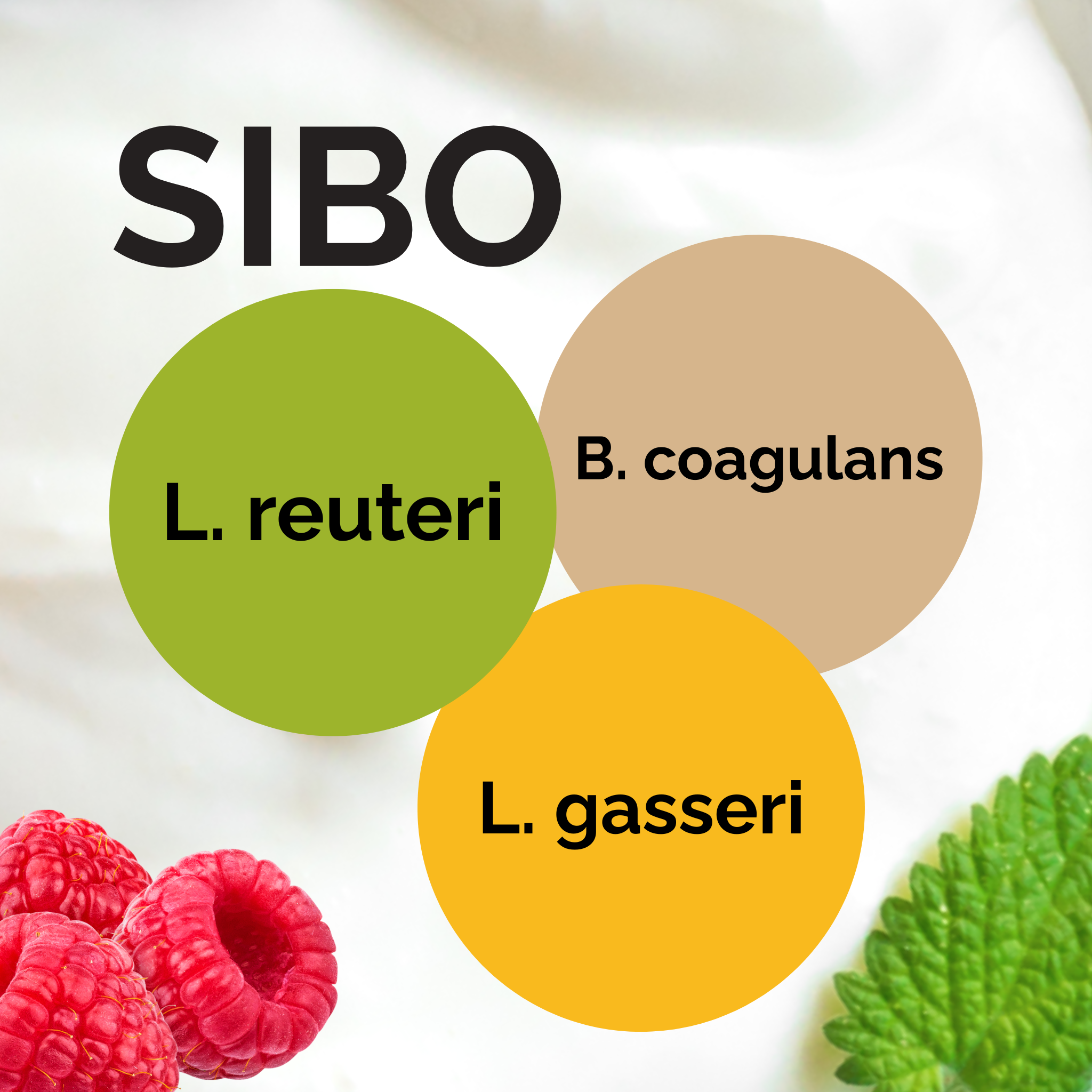 L. reuteri + B. coagulans + L. gasseri | Set de inicio para yogur | Yogur SIBO según Dr. Davis | Cultivos iniciadores | Paquete de 3 unidades