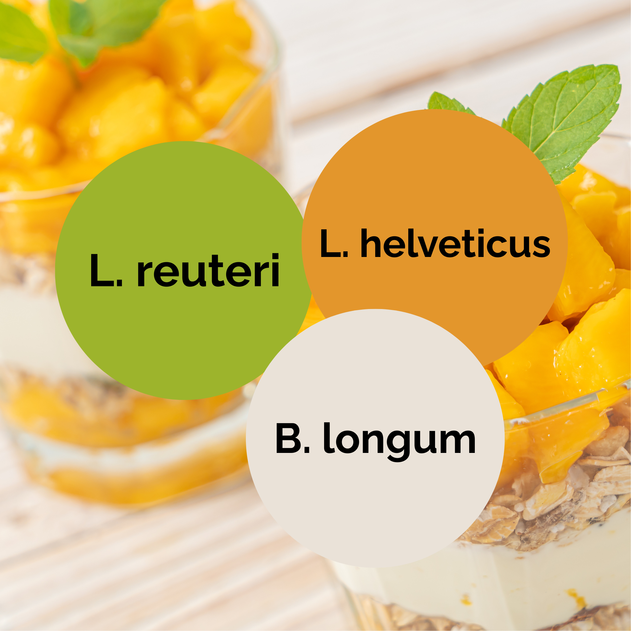L. reuteri + L. helveticus + B. longum | Set de inicio para yogur | Cultivos iniciadores | Paquete de 3 unidades
