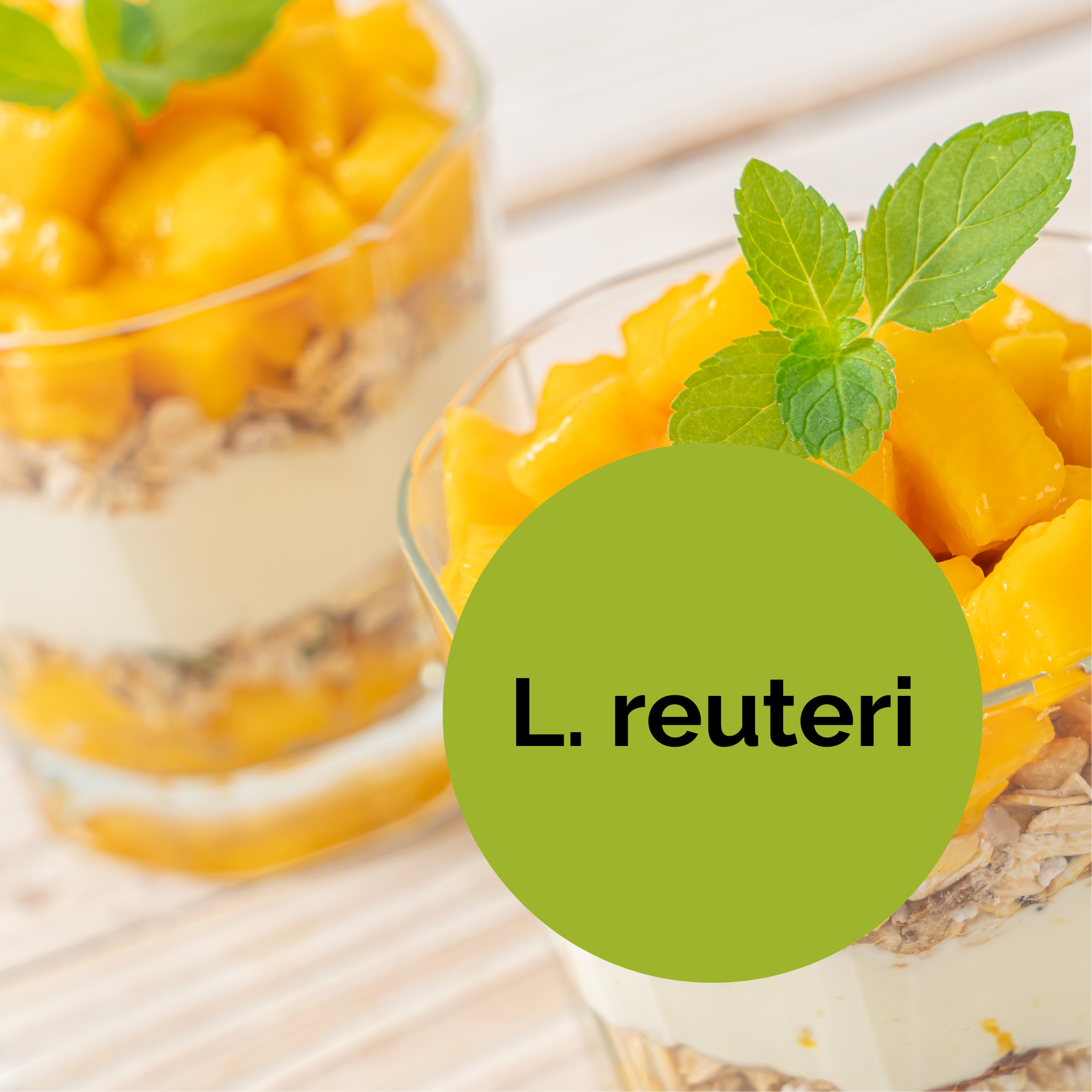 L. reuteri | Set de inicio para yogur | Cultivos iniciadores | Paquete de 3