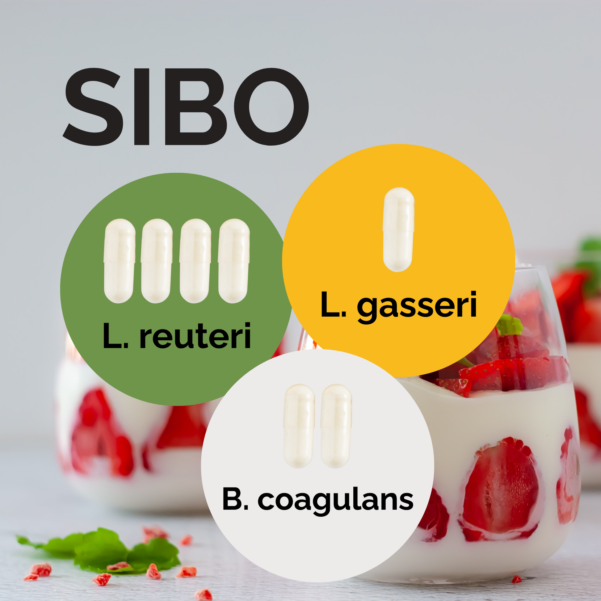 L. reuteri + L. gasseri + B. coagulans | Yogurt Starter Set | SIBO | Starter Cultures | 3-Pack