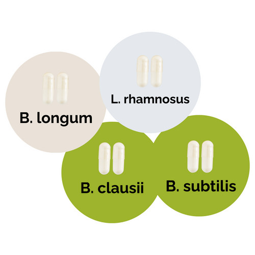 L. brevis + L. rhamnosus + B. subtilis + B. clausii | Set de inicio para yogur | Cultivos iniciadores | Paquete de 3 unidades